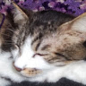 Meet your Posher, Misty